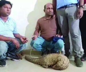 राजधानी में 50 करोड़ की पैंगोलिन के साथ दो तस्कर गिरफ्तार